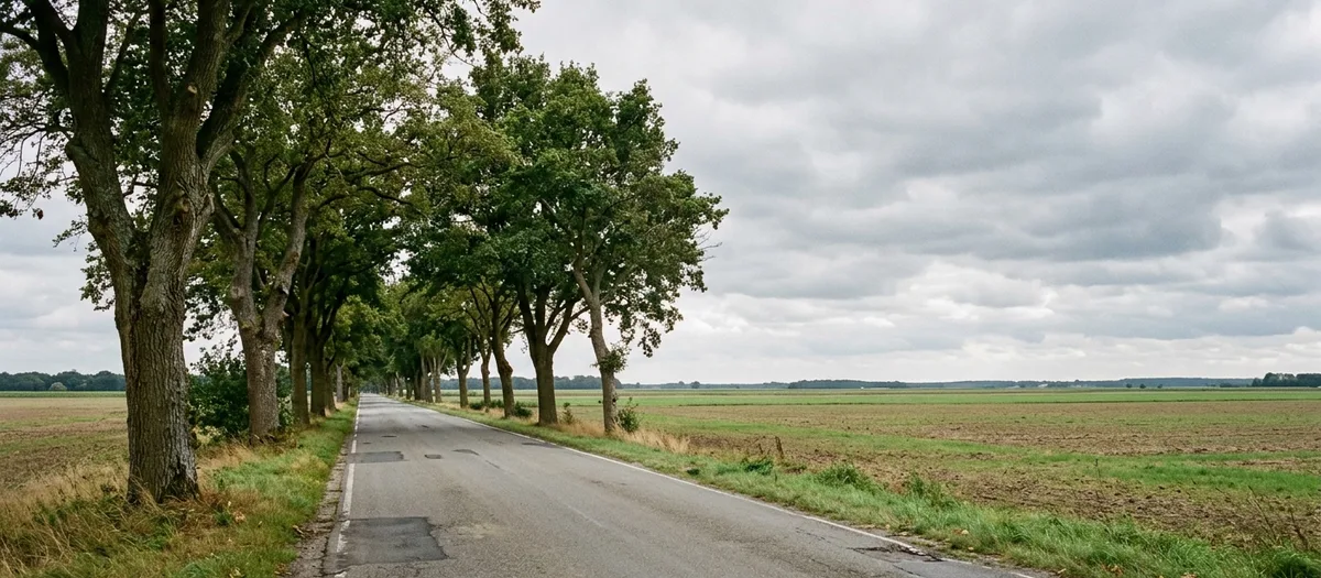Gerade Landstraße durch norddeutsches Ackerland mit einer alten Baumallee auf der linken Seite